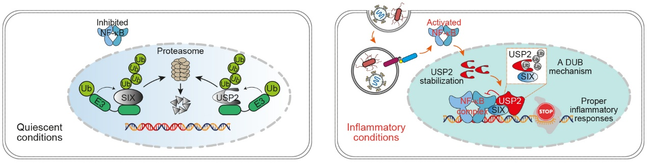 Deubiquitinase-dependent transcriptional silencing controls inflammation